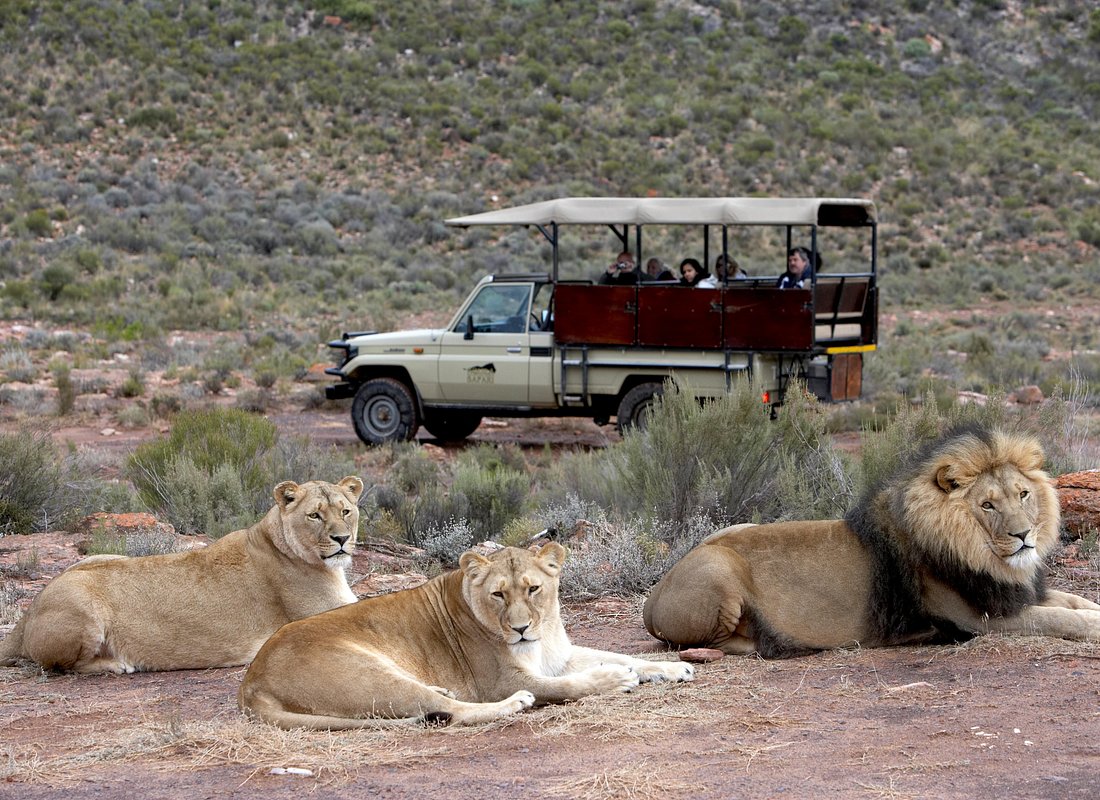Aquila Safari